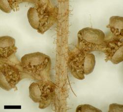Dicksonia lanata subsp. hispida: abaxial surface of fertile frond showing uniformly distributed, fine, pale brown hairs interspersed with rigid, red-brown hairs. Scale bar = 1 mm.
 Image: L.R. Perrie © Te Papa 2014 CC BY-NC 3.0 NZ